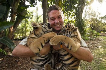 6216880-low_res-tigers-about-the-house.jpg