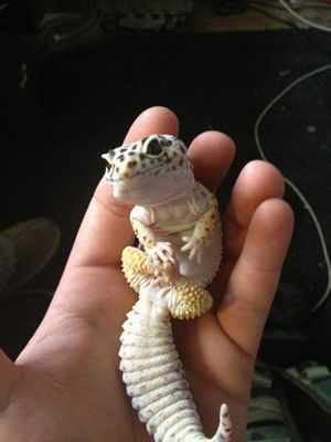 cute-lizard.jpg
